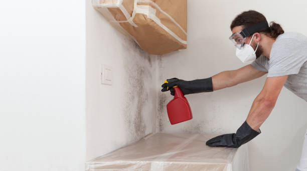 Professional Attic Mold Removal technician working in Barrington, IL