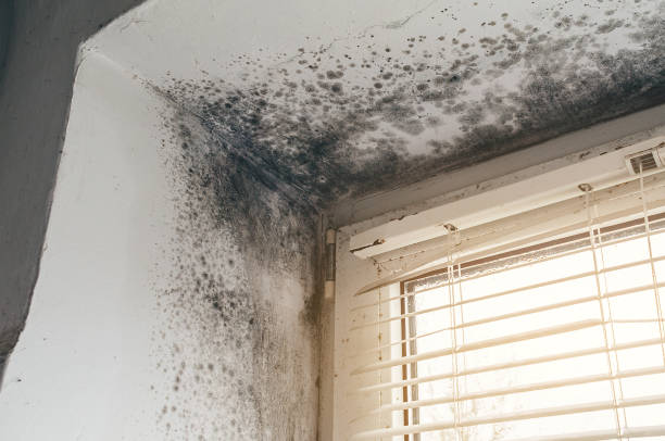 Trusted Attic Mold Removal service in Barrington, IL - Cheap Mold Removal